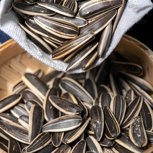 Graines <span class=keywords><strong>de</strong></span> <span class=keywords><strong>tournesol</strong></span> séchées <span class=keywords><strong>de</strong></span> haute qualité en vrac, expédition directe usine, provenance Mongolie Intérieure 363 361 T6da, dernière récolte 20/25kg, prix raisonnable - Product Image 3