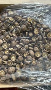 SETA SEDA PRODUCTO DE SETA CONGELADA DE ALTA CALIDAD - Product Image 5