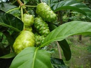 Suministro de Hojas de Noni Secas OEM para Marcas de Té de Marca Privada y Distribuidores - Product Image 5