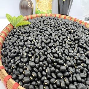 Frijoles Blancos Orgánicos Auténticos, Frijoles Negros, Conservados y Secados con Cuidado, Precios Atractivos para Mayoristas, Disponibles Ahora - Product Image 5