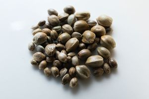 Semillas de cáñamo - Product Image 2