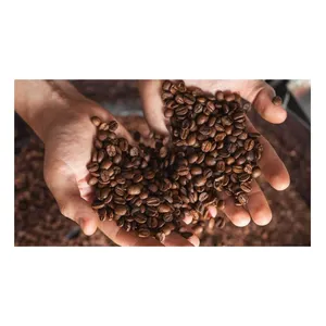 Tea Grade Coffee Beans with Wholesale Arabica Coffee Beans