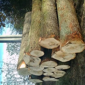 ขายไม้แปรรูปหยาบและไม้แปรรูปสำหรับขาย | เผ่า Menominee - Product Image 1