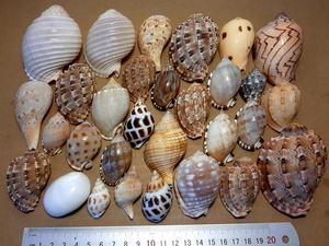 เปลือกหอยในปริมาณมากของเปลือกหอยตกแต่งในราคาที่ดีเหมาะมากสำหรับการตกแต่งและของขวัญ - Product Image 2