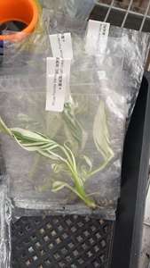 Planta de Plátano Ablo Variegada Musa AeAe de <span class=keywords><strong>Florida</strong></span> |   Cultivo de Tejido de Colección Raro de Color Blanco Variegado para Decoración Tropical de Interiores - Product Image 5