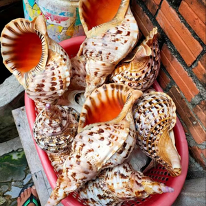 เครื่องดนตรีทรัมเป็ตทองเหลืองเวียดนามสำหรับการแสดงดนตรี การฝึกซ้อมวงดนตรี และการแสดงบนเวทีวงออร์เคสตรา - Product Image 1