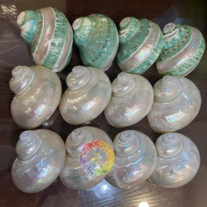 Boîte à bijoux décorative faite à la main en coquillage utilisant un matériau de coquille océanique authentique produit au Vietnam - Caryln 0084935825297 - Product Image 4