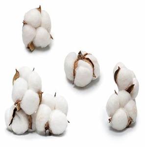 Fibra de algodón cruda sin procesar - Product Image 3