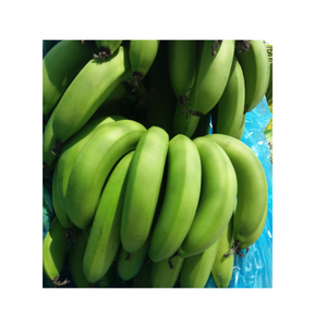 Fabricante de Vietnam verde CAVENDISH BANANA fruta tropical lista para cargar alimentos orgánicos al por mayor - Product Image 1