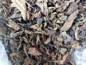 Export-Feuilles de gelée d'herbe noire séchée du Vietnam de qualité Feuilles de gelée d'herbe noire séchée du Vietnam - Product Image 2