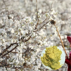 高品質梨の花粉（受精用） 工場供給＆卸売 - Product Image 6