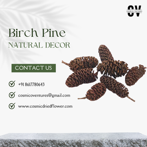 Pino y Abedul Orgánico de Alta Calidad al por Mayor para Graduación, Halloween y Día del Padre, Popurrí, Eventos de Bricolaje y Decoración con Flores Secas 2026 - Product Image 3