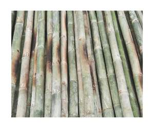 Poste de caña de bambú de alta calidad, Exportación de Vietnam, material de bambú natural ecológico, venta al por mayor, suministro de fábrica, Exportación - Product Image 5