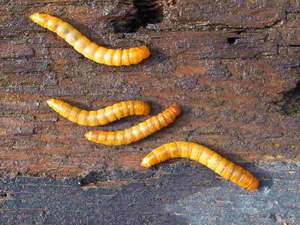 Vers de farine séchés de qualité supérieure pour oiseaux et poissons 100% collation protéinée naturelle, alimentation animale de haute qualité, approvisionnement en vrac - Product Image 2