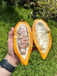 Vainas de Cacao Frescas y Maduras de Primera Calidad, Cortadas por la Mitad, con Granos Rosados y Pulpa Blanca, Fruta de Cacao Natural para la Elaboración de Chocolate - Product Image 1