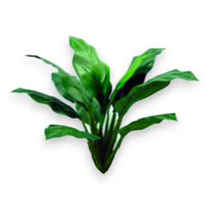 ดอกแอนนาฟโลเวอร์พืชเทียม Spathiphyllum - Product Image 1