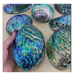 Coquille d'ormeau polie, coquille de nacre naturelle pour l'art et l'incrustation de résine - Product Image 6