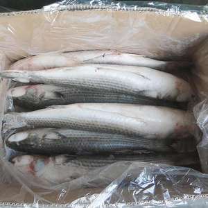 Mullet Gris Entero, Eviscerado, Orgánico, Premium, Congelado, de EE. UU. - Product Image 2
