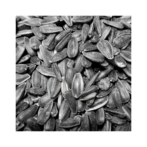 Graines de tournesol de qualité supérieure disponibles en gros, achat en gros, expédition sécurisée - Product Image 6