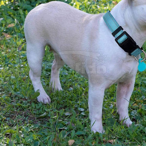 Collar de Moda para Mascotas, Ajustable, Material Cómodo, Herrajes Resistentes, para Paseos, Entrenamiento, Viajes y Actividades al Aire Libre - Product Image 4