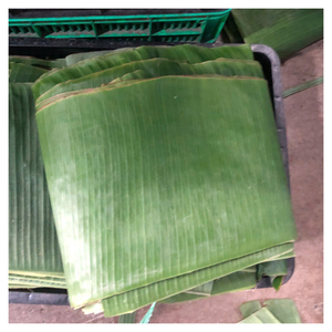 Hojas de hoja de plátano respetuosas con el medio ambiente para la decoración de catering de envasado de alimentos y usos tradicionales para festivales - Product Image 4