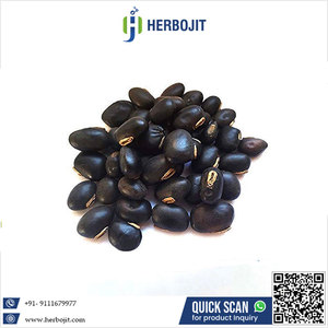 Herbojit International Great Supplier Best Quality Pure Natural Mucuna Pruriens (Kounch Seed) 5kg 18 Months <b>Shelf</b> Life Available - Product Image 6