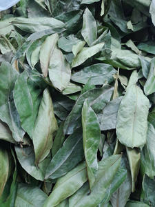 Votre partenaire de confiance pour le soursop vietnamien Approvisionnement fiable et qualité constante garantie intégrité pure des feuilles - Product Image 5