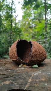 CÁSCARA DE COCO DE VIETNAM CON PRECIO BARATO/OFERTA CALIENTE EXPORTACIÓN CÁSCARA DE COCO AL MEJOR PRECIO EN EL MERCADO DE VIETNAM - Product Image 6