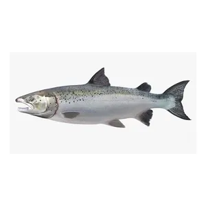 Свежая/замороженная рыба лосося 100% экспортного качества рыбы лучшее качество нарезанная Апельсиновая порция с сертификатом ISO от Чили