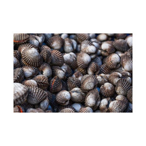 หอยแครงธรรมชาติสด - Product Image 3