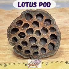 เพิ่มความหลากหลายให้กับพื้นที่อยู่อาศัยของหนูด้วยฝักบัวแบบแห้ง - Product Image 3