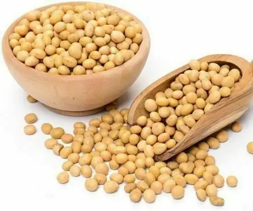 Chicpeas kelas atas dengan harga terjangkau/tanaman baru kacang polong dan kacang lain seperti kacang mete PISTACHIO