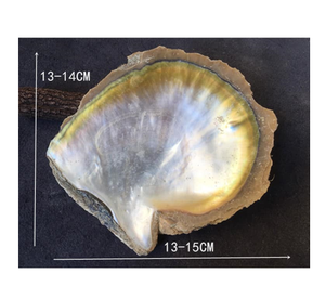 เปลือกหอยหัตถกรรม-เปลือกหอยจากธรรมชาติที่ไม่เหมือนใครจากเวียดนาม-ทำความสะอาดเปลือกหอยสำหรับงานฝีมือ - Product Image 5