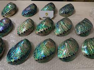 Coquille d'ormeau polie naturelle la plus vendue pour la décoration, bijoux-Coquille d'ormeau naturelle pure du Vietnam à vendre - Product Image 5