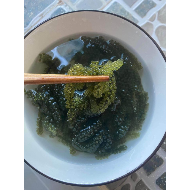 Crispy Green Caviar Sea Grapes Seaweed Perfect for Cold Platters Salad Mixing Seafood Additions and Food Packaging Purposes