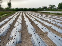 Film de paillis plastique bicolore (noir-argent, noir-blanc) prix agricole Film de paillis plastique noir agricole