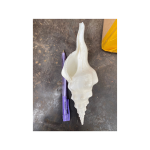 เปลือกหอยสังข์ธรรมชาติขนาดใหญ่99GD ขัดเงาสไตล์สัตว์การตกแต่งที่ยอดเยี่ยมในราคาสุดคุ้ม - Product Image 6