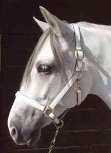 Halter de cuero blanco/cuero cromado Herrajes de latón hechos con broche rápido - Product Image 2