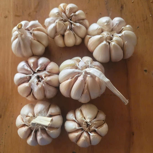 Ajo Seco Vietnamita Único 100% Natural 12 Meses de Duración para Exportación al por Mayor - Product Image 4