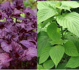 เมล็ดพันธุ์เวียท ฟาร์กิเม็กซ์ ปีริลลา (Perilla frutescens) ต้า ต้า, ชิโซเวียดนาม, สำหรับทำสเต็กเนื้อ, สมุนไพรเพื่อสุขภาพ - Product Image 5