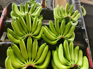 กล้วยสดจากเวียดนาม Cavendish ผลไม้เขตร้อนส่งออกจำนวนมาก - Product Image 4