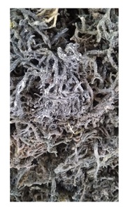 สาหร่ายทะเลคอตตอนอบแห้งแบบเวียดนามผลิตภัณฑ์สาหร่ายคุณภาพสูง - Product Image 3