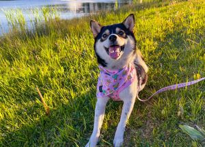 สายรัดสุนัขแบบปรับได้ลายกระบองเพชรน่ารักสายรัดเดินสีชมพูฉ่ำสำหรับสุนัขและแมวขนาดเล็กพิเศษจนถึงขนาดใหญ่ที่ไม่มีห่วงดึง - Product Image 4