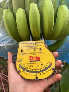 Qualité Cavendish Banane fraîche Assurance de la qualité 100% Bananes vertes naturelles Cavendish Fournisseur Bananes congelées du Viet Nam - Product Image 5