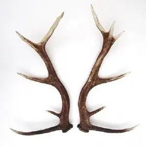 Premium Grade 100% Natural Red Deer Antlers, Red Deer Antlers Horns / cheap price Deer Antler