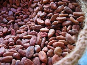 Grano de cacao / cacao (certificado orgánico) Proveedor principal / Cacao 100% natural disponible para la venta - Product Image 3