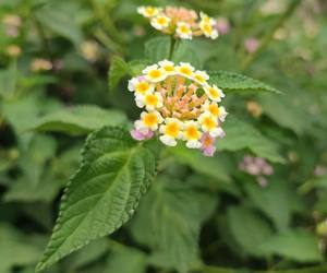 Huile essentielle de Lantana 100% pure naturelle, distillée à la vapeur, anti-inflammatoire, antibactérienne, ingrédient cosmétique d'aromathérapie - Product Image 1