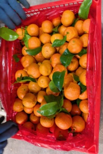 Naranja Shatang Fresca de Nueva Cosecha, Fruta Dulce, Naranja Santang, Naranja Mandarina Fresca - Product Image 3