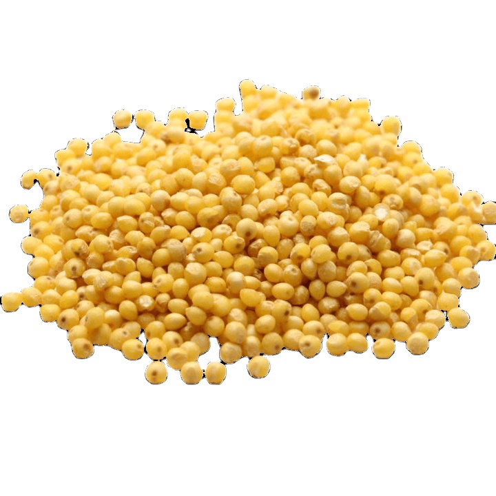 2022 г., Лидер продаж, премиум и популярный здоровый индийский желтый прос по оптовой цене из Индии