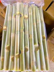 Grand stock de bâtonnets de canne à sucre surgelés livraison rapide bon prix-légumes surgelés - Product Image 3